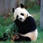 Panda bambu