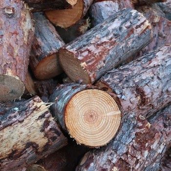 wood-firewood-growing-stock-like